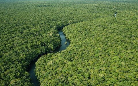 amazonas-registra-queda-de-301