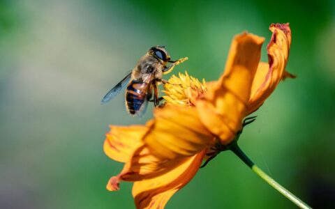 declinio-acelerado-de-poliniza