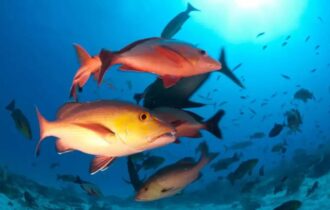 lista-de-peixes-e-invertebrado
