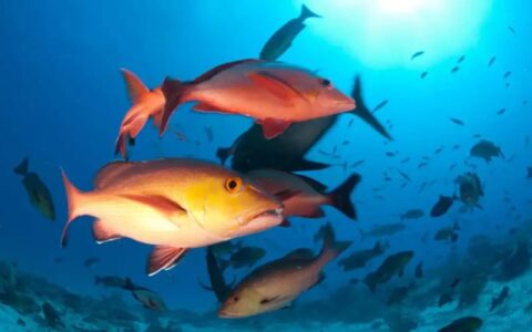 lista-de-peixes-e-invertebrado