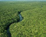 amazonas-registra-queda-de-301