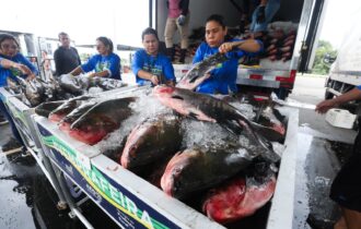 programa-compra-470-toneladas-
