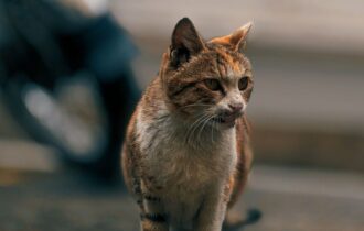 abandono-de-animais-leva-mpam-