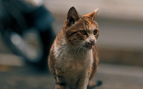 abandono-de-animais-leva-mpam-