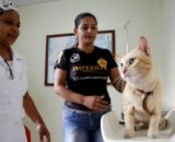 castracao-gratuita-de-caes-e-g