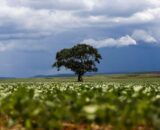 credito-rural-financiou-r-924-