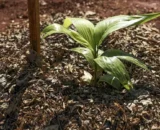 agricultura-sustentavel-embrap