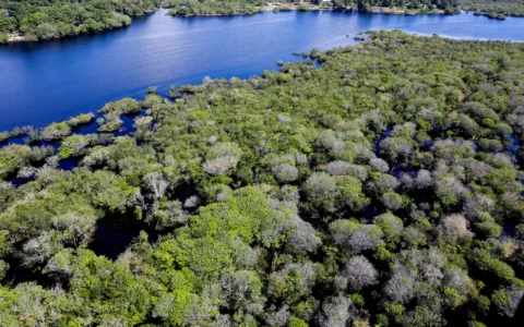 desmatamento-da-amazonia-cai-3