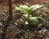 agricultura-sustentavel-embrap