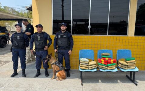 Cadela Zaya auxilia Guarda Municipal na apreensão de 30 kg de drogas em Manaus
