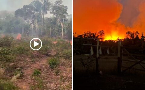 Incêndio ameaça casas e plantações às margens da AM-352, em Manacapuru