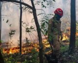 Incêndio já destruiu área equivalente a 1.075 campos de futebol em Itacoatiara