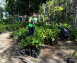 Prefeitura de Manaus celebra Dia da Árvore com recordes de arborização e doação de mudas