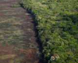 Amazonas concentra 20% dos alertas de desmatamento na Amazônia