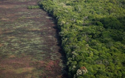 Amazonas concentra 20% dos alertas de desmatamento na Amazônia
