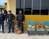 Cadela Zaya auxilia Guarda Municipal na apreensão de 30 kg de drogas em Manaus