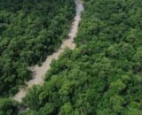 no-dia-da-amazonia-campanha-pe