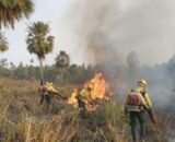 'A população deve cobrar', defende ambientalista diante das queimadas