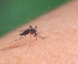 Aedes aegypti: quase metade dos municípios está em alerta ou risco