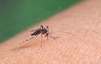 Aedes aegypti: quase metade dos municípios está em alerta ou risco