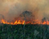 Amazonas registra quase 32 mil focos de queimadas em cinco dias