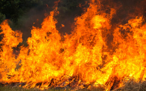 Borba deve adotar ações para prevenir incêndios florestais