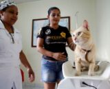 Castração de cães e gatos tem agendamento on-line em Manaus