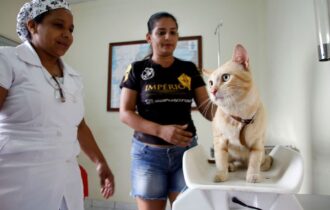 Castração de cães e gatos tem agendamento on-line em Manaus