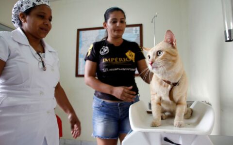 Castração de cães e gatos tem agendamento on-line em Manaus