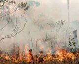 Combate às queimadas no AM pode ganhar reforço de quase R$ 100 milhões