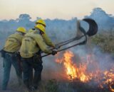 Força-tarefa reduz focos de incêndio no Amazonas