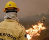 Incêndios criminosos no Amazonas podem gerar multas de até R$ 10 mil por hectare