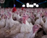 Ministério confirma doença de Newcastle em aves em SC
