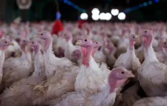 Ministério confirma doença de Newcastle em aves em SC