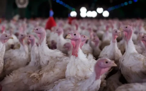 Ministério confirma doença de Newcastle em aves em SC