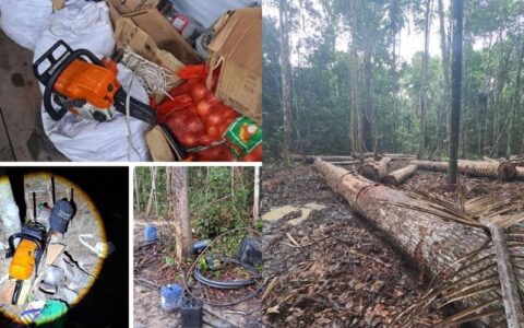 MP cobra responsabilização por desmatamento de mais de 3,7 mil hectares em Manicoré