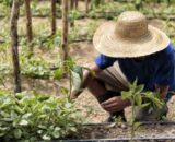 MPF dá 30 dias para Incra reforçar atuação contra conflitos agrários no AM