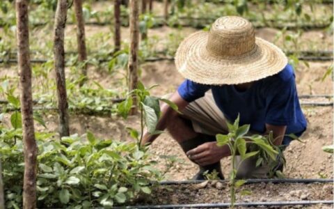 MPF dá 30 dias para Incra reforçar atuação contra conflitos agrários no AM