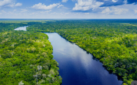 MPF pede suspensão de projeto de carbono de 678 mil hectares no Amazonas