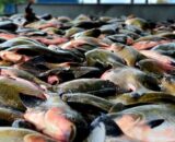 Pesca e venda de tambaqui continuam permitidas no Amazonas, diz ministro