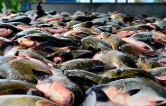 Pesca e venda de tambaqui continuam permitidas no Amazonas, diz ministro