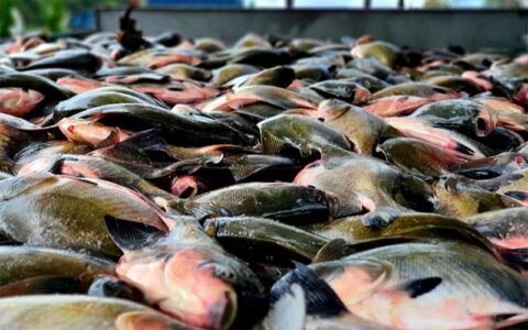 Pesca e venda de tambaqui continuam permitidas no Amazonas, diz ministro