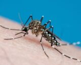 Quase metade das cidades brasileiras está em alerta ou risco para dengue