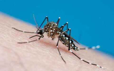 Quase metade das cidades brasileiras está em alerta ou risco para dengue